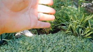 Что посадить рядом с розами. Гейхеры в саду