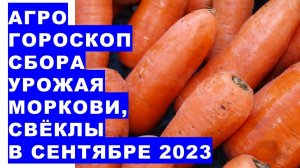 Агрогороскоп сбора урожая и закладки на хранение моркови, свёклы в сентябре 2023 года