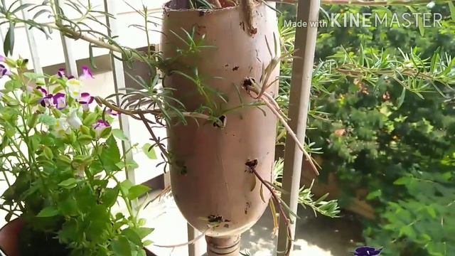 My Window Gardan Tour || कम जगह मै खिडकी पर लगाए पौधे || Petunia || Indian Gardan || finally || смотреть онлайн