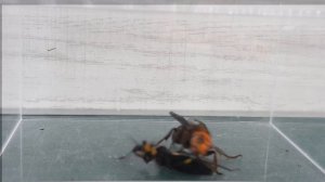 年度冠軍出爐！虎頭蜂 vs 刺客蟲 (昆蟲版) / Asian Giant Hornet vs Assassin bug