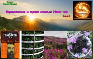 Ферментация и сушка листьев Иван-чая. Исследования П.Бадмаева влияния Иван-чая на долголетие