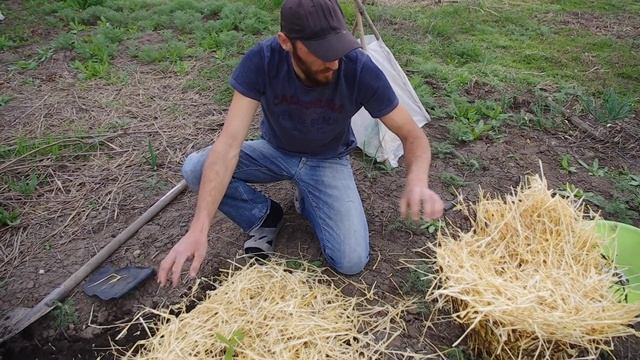 Посадка саженца с закрытой корневой системой смотреть онлайн