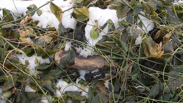 "Маракуйя северная" зимой. смотреть онлайн