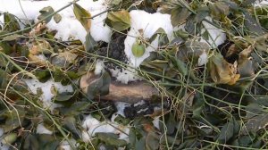 "Маракуйя северная" зимой.