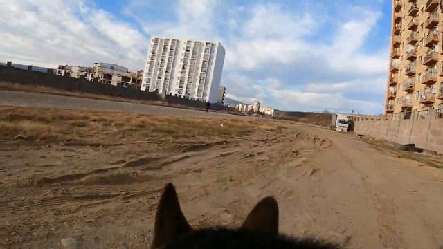 Экшн камера на Немецкой овчарке Арчи - 1 января 2024 года смотреть онлайн