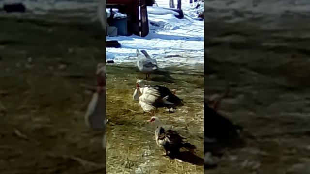 Бои без правил у нас во дворе/ утак положил гуся на лопатки смотреть онлайн