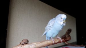 Як дізнатися що папужка хворий? Як справи у Тоші?