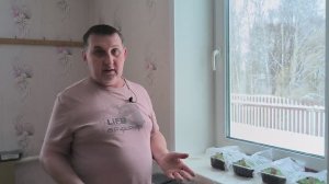 Быстрая всхожесть табака обернулась проблемой. Помидоры в почвобрикете и в грунте растут.
