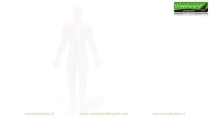 Parts of the body in English - Learn English Vocabulary