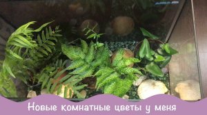 Новинки. Аглаонема Суматра. Папоротник Кониограмма.