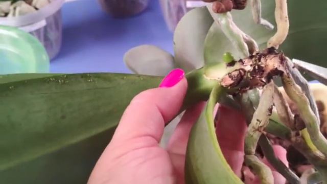 25.09.20.пересадка и омоложении ОРХИДЕИ смотреть онлайн