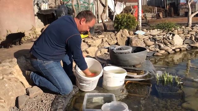 Форель в пруду на участке возле дома. Зарыбление форелью.