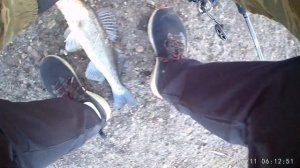 Предпочитаю сечь на непонятках! Судак с берега, р Волхов.