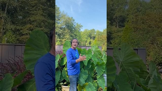 Landscape Planting Ideas- Elephant Ear Caladium “Plants to Watch” www.outdoorimagesinc.com