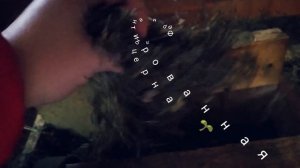 Кормление коз // Самый простой и доступный рацион