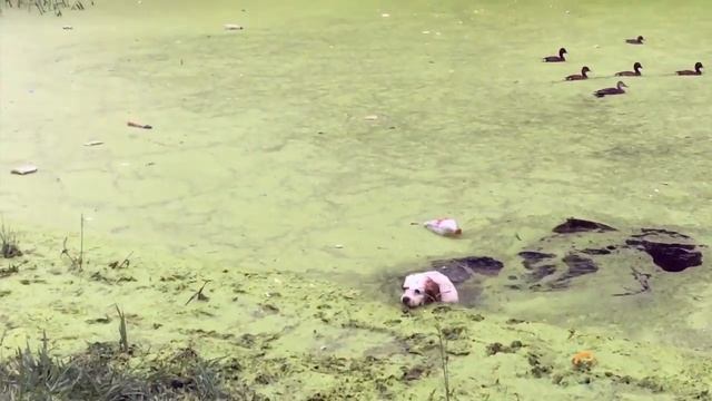 "Бегущий по воде" пес стал новой звездой Сети смотреть онлайн