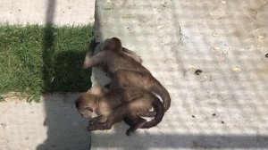 Капуцин Жорик спит без задних ног! Тайган