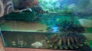 Красноухая черепаха ест рыбу