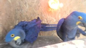 Гиацинтовый ара