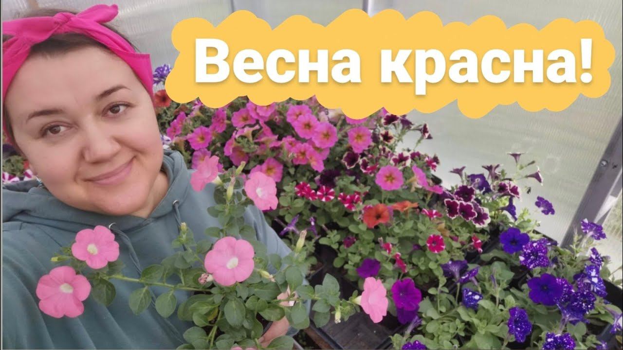 Из теплицы в магазин | Открытие сезона уличных цветов | Экскурсия в Майминские теплицы