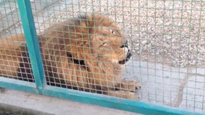 Зоопарку, Лев рычит, меденицький зоопарк лімпопо,