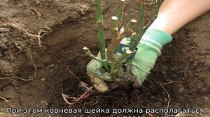 Почему у розы сохнут листья