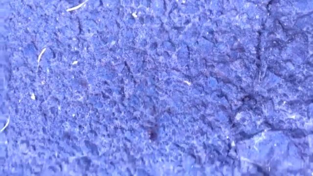 Муравьи носят друг друга.. во рту смотреть онлайн