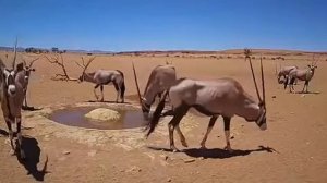 Бои антилоп Орикс