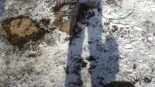Щенок лайки 1 месяц