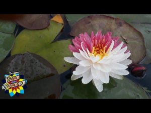 Нимфея Jakkapong (Джаккапонг) кувшинка, waterlily, водные растения, пруд