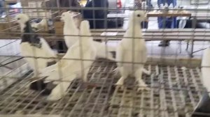 29.10.23 ЯРМАРКА ГОЛУБЕЙ. БРОННИЦЫ