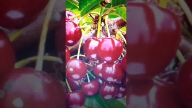 Формирование молодой черешни и обрезка плодоносящей 1ч смотреть онлайн