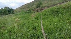 Новый участок под зелёный лук. Сажаю лук севок для выгонки пера