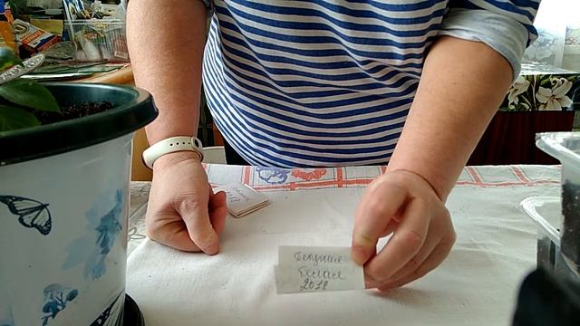 8 февраля 2021 г. Сажаем экзотику. Сеем петунию и лобелию. смотреть онлайн