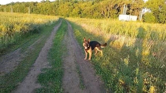 КОМАНДА АПОРТ. СОБАКИ НАПАЛИ. НАШЛИ РЕЧКУ смотреть онлайн