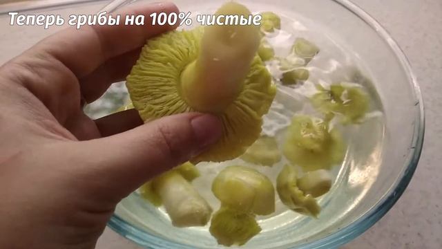 Грибы зеленушки на зиму - консервация своими руками смотреть онлайн