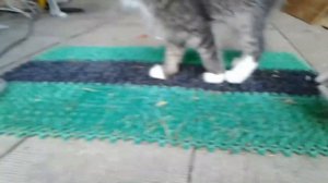 Будни котят Просто милота В конце дня релакс. #котики #котята #cat #kitten #mypet #моипитомцы