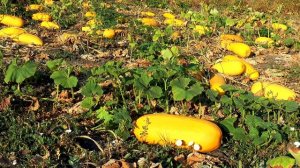 Овощи для детей, часть 2. 🍆 Учим названия разных овощей и узнаем, как они растут 🌱