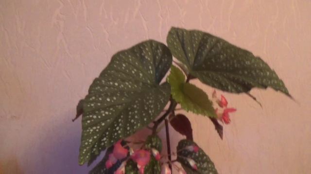 Цветок в крапинку смотреть онлайн