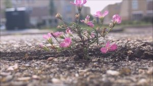 Gipskruid (Gypsophila muralis) - 2017-07-29