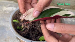 Mẹo trồng lá mọc rể nảy mầm | Growing Stromanthe Plants with Bananas