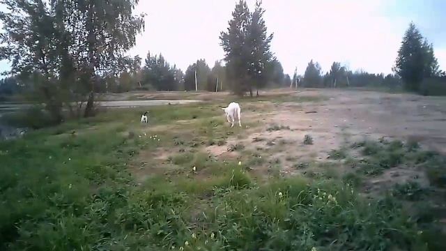 Молочные козы,альпийской породы. смотреть онлайн