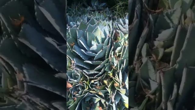 Beautiful Agave collection