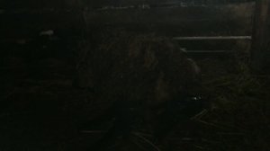 Как рожает овца(котится). The birth of a lamb.