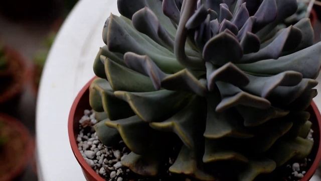 Echeveria 'Cubic frost' -Floración смотреть онлайн