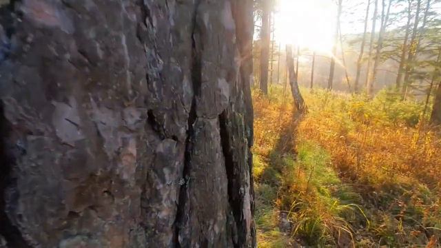 Что ждёт Басю в осеннем лесу? смотреть онлайн