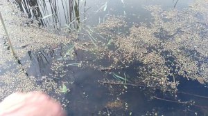 Запускаю целое ведро желтых карасиков в озеро