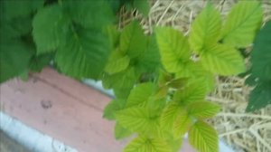 82.Пересадка малины весной. Результат.