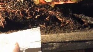 4134 Как разводить калифорнийских червей дома для урожая