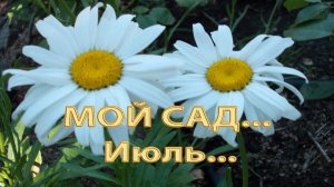МОЙ САД *       Июль
